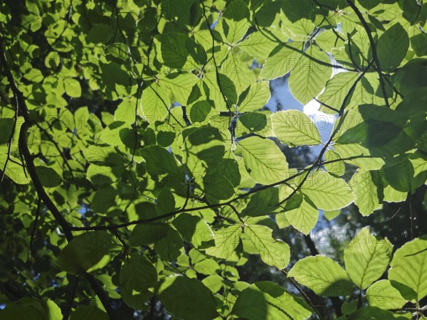 Sunlight shines through green leaves that form a dense roof, Franconian mountain trail, hiking in the Fichtelgebirge nature park Park