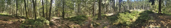 A sunlit forest with dense trees and green vegetation, Franconian mountain trail, hiking in the Fichtelgebirge nature park Park