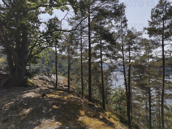 View of a wooded hill with a lakeside bench in sunny weather, hiking in the Thuringian Forest nature park Park