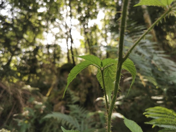 Close-up of a green plant leaf in the forest with sunlight in the background, hiking in the Thuringian Forest nature park Park