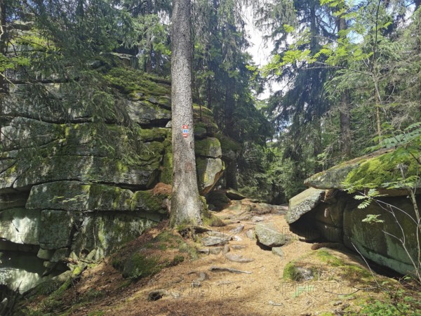 Winding hiking trail through a forest with moss-covered rocks, Franconian mountain trail, hiking in the Fichtelgebirge nature park Park