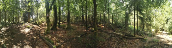 Panoramic view of a dense forest with leaves and fallen tree trunks, Franconian mountain trail, hiking in the Fichtelgebirge nature park Park