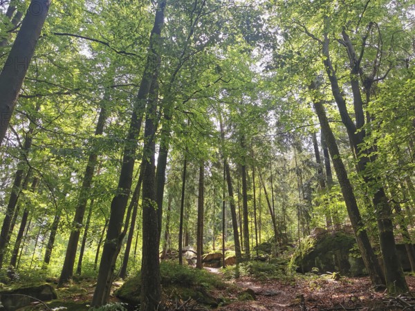Larger trees and moss-covered rocks in a sparse forest, Franconian mountain trail, hiking in the Fichtelgebirge nature park Park