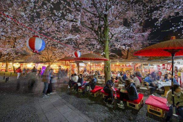 Visitors and food stalls among illuminated blooming cherry trees at Cherry Blossom Festival, Hanami, at night, Hirano Shrine, Kyoto, Japan
