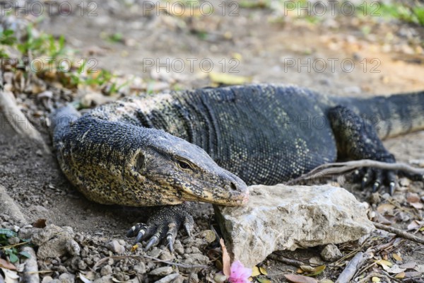 Large monitor lizards, the water monitor is a common sight beside or swimming in the lake at Lumphini Park, Bangkok