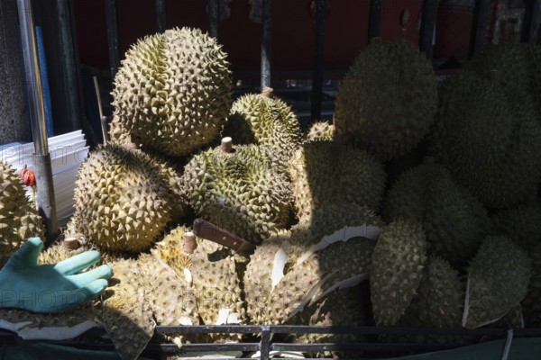 Durian fruit, with its green spiky rind, is a popular nutritious fruit with a distinctive smell used in Southeast Asian cuisine and traditional medicine seen in a street food market in Bangkok, Thailand