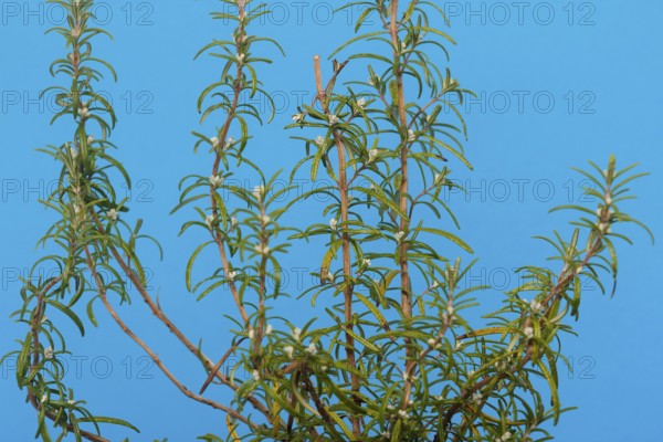 Rosemary (Rosmarinus officinalis), twigs with young, very hairy leaves, in the studio, North Rhine-Westphalia, Germany