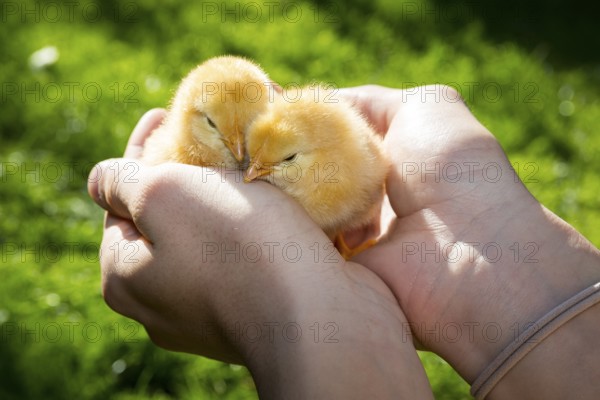 2 yellow chicks of domestic fowl (Gallus gallus domesticus) in the hand