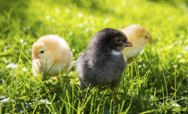 Chicks of domestic fowl (Gallus gallus domesticus) in the meadow