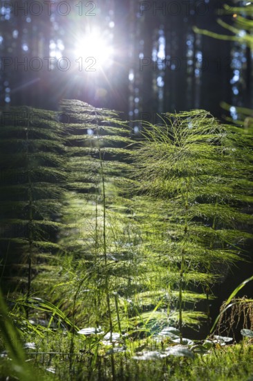 Horsetail (Equisetum) in coniferous forest in sunlight, Dippoldiswalder Heide, Saxony, Germany