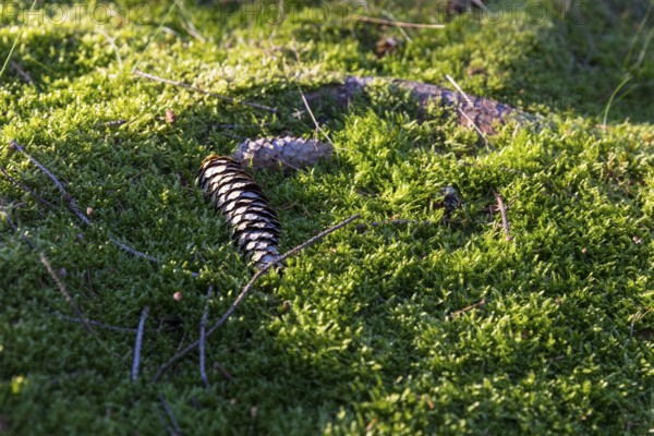 Cones in soft moss on forest soil, Dippoldiswalder Heide, Saxony, Germany