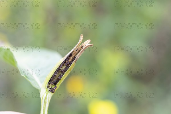 Common evening primrose (Oenothera biennis), seeds in the opened seed head