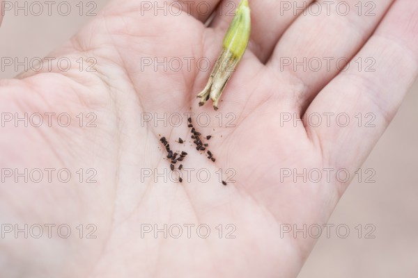 Common evening primrose (Oenothera biennis), seeds on the hand