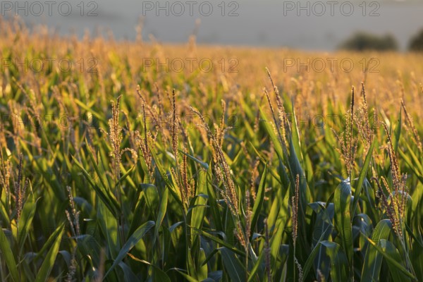 Corn (Zea mays) in the warm morning light on a corn field, Bannewitz, Saxony, Germany