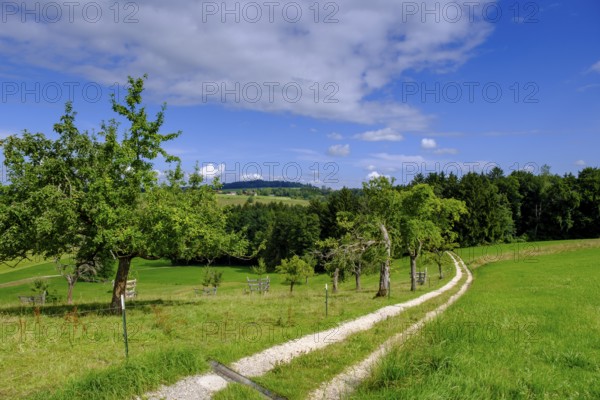 View over orchards on Schellenberg, Bergen, Chiemgau, Upper Bavaria, Bavaria, Germany