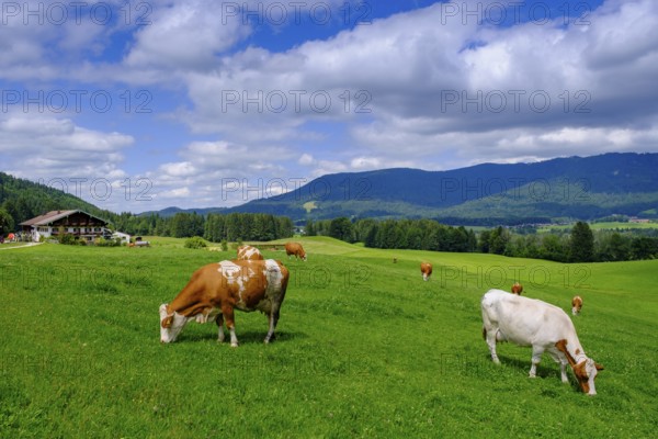 Bauernhof Gschwendt an der Kesselalm bei Inzell, Chiemgau, Upper Bavaria, Bavaria, Germany