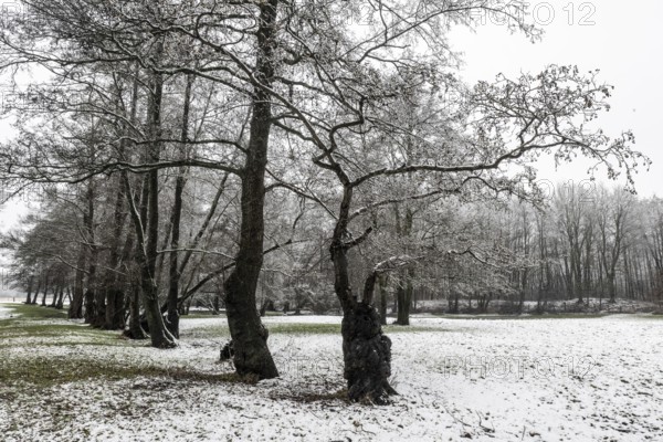 Black alder (Alnus glutinosa) in a snowy floodplain landscape, Emsland, Lower Saxony, Germany