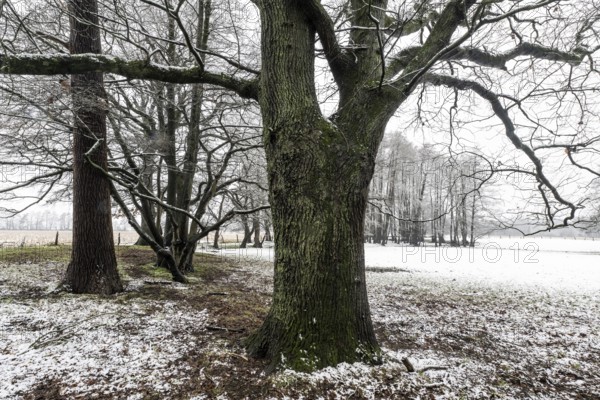 English oak (Quercus robur) and black alder (Alnus glutinosa) in a snow-covered floodplain landscape, Emsland, Lower Saxony, Germany
