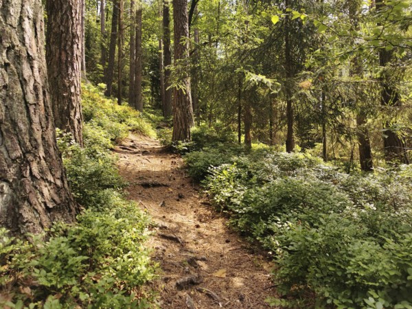 Narrow forest trail in the shade, surrounded by thick vegetation, hiking in the Franconian Forest nature park Park