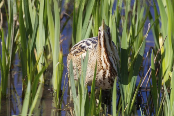 Great or Eurasian bittern (Botaurus stellaris) adult heron bird in a reedbed in spring, RSPB Minsmere nature reserve, Suffolk, England, United Kingdom