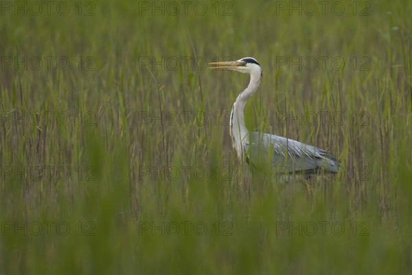 Grey heron (Ardea cinerea) adult bird in a reedbed in spring, RSPB Minsmere nature reserve, Suffolk, England, United Kingdom