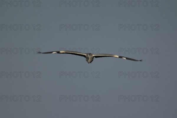 Grey heron (Ardea cinerea) adult bird in flight, England, United Kingdom