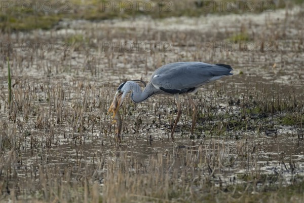 Grey heron (Ardea cinerea) adult bird carrying a Pike (Esox lucius) fish in its beak in spring, RSPB Fowlmere nature reserve, Cambridgeshire, England, United Kingdom