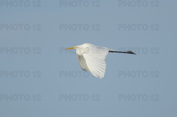 Great white egret (Ardea alba) adult heron bird in flight, England, United Kingdom