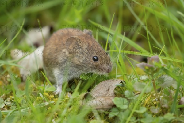 Field vole (Microtus agrestis) adult rodent mammal searching for food in grassland, England, United Kingdom