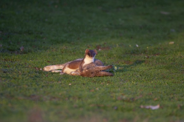 Stoat or Eurasian ermine (Mustela erminea) adult mustelid mammal with its prey for food of a rabbit on grassland, England, United Kingdom