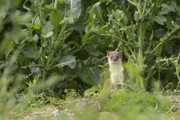 Stoat or Eurasian ermine (Mustela erminea) adult mustelid mammal in a farmland crop, England, United Kingdom