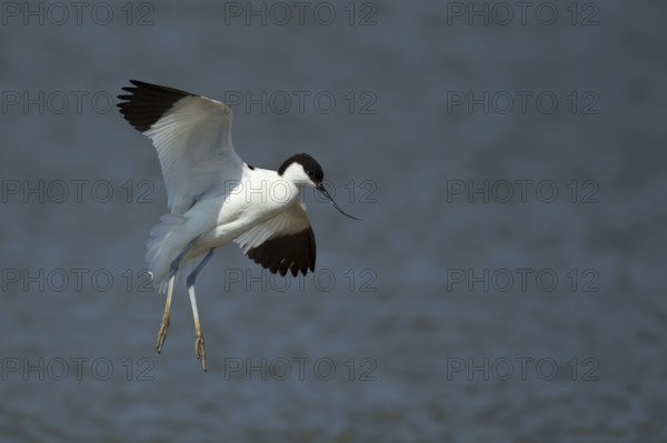 Pied avocet (Recurvirostra avosetta) adult wading bird in flight on approach to land in summer, RSPB Titchwell nature reserve, Norfolk, England, United Kingdom