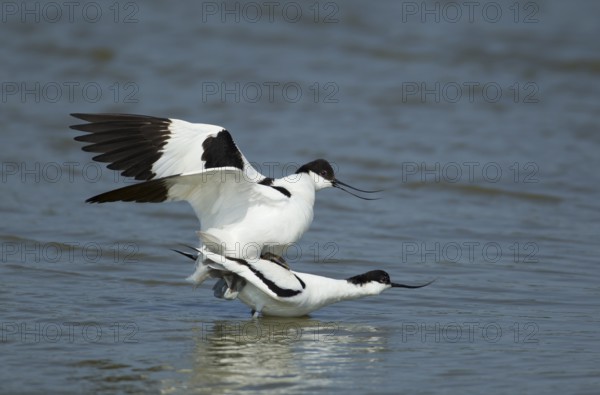 Pied avocet (Recurvirostra avosetta) two adult wading birds in love mating on a lagoon in spring, RSPB Minsmere nature reserve, Suffolk, England, United Kingdom