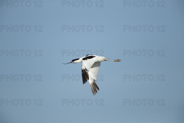 Pied avocet (Recurvirostra avosetta) adult wading bird in flight in summer, RSPB Titchwell nature reserve, Norfolk, England, United Kingdom