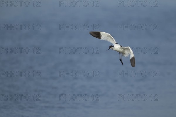 Pied avocet (Recurvirostra avosetta) adult wading bird in flight in spring, RSPB Minsmere nature reserve, Suffolk, England, United Kingdom