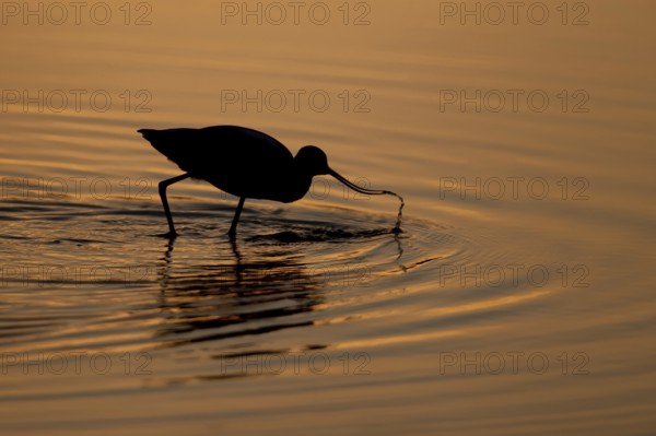 Pied avocet (Recurvirostra avosetta) adult wading bird feeding in a shallow lagoon silhouette at sunset in summer, RSPB Minsmere nature reserve, Suffolk, England, United Kingdom