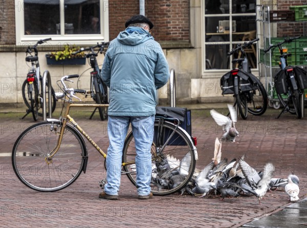 Man feeds pigeons, city pigeons, on the market square of Middelburg, Zeeland, the Netherlands, feeding is prohibited in the city to avoid overpopulation, contamination by bird droppings