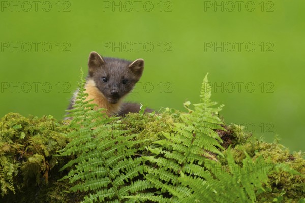 European pine marten (Martes martes) adult mustelid animal on a moss covered stone wall in summer, Scotland, United Kingdom
