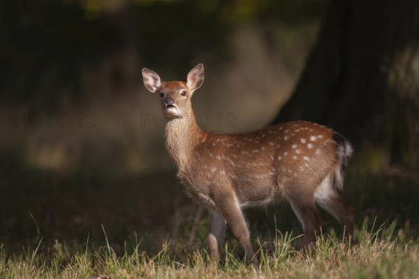 Sika deer (Cervus nippon) juvenile young female doe fawn standing in a woodland clearing in autumn, England, United Kingdom