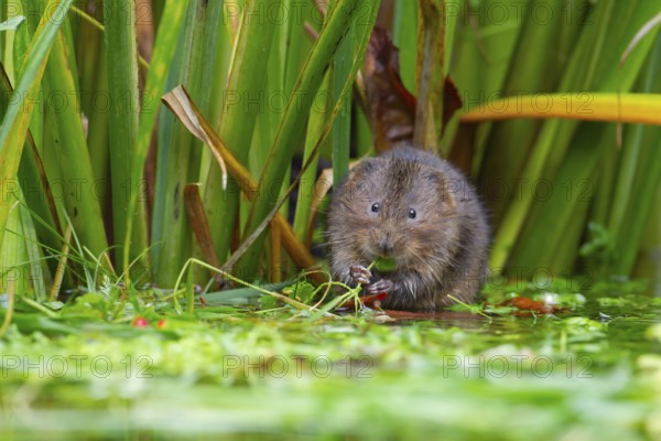 Water vole (Arvicola amphibius) adult rodent animal feeding on plant stems at the edge of a pond, England, United Kingdom