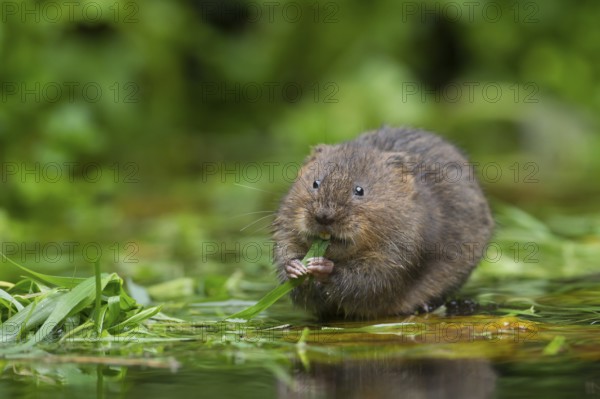 Water vole (Arvicola amphibius) adult rodent animal feeding on reed plant leaves on a pond, England, United Kingdom