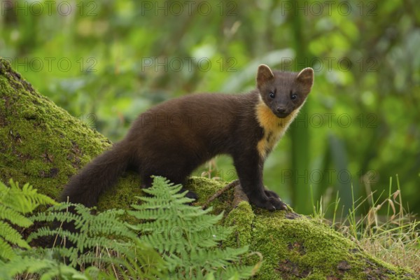 European pine marten (Martes martes) adult mustelid animal on a tree root in a woodland in summer, Scotland, United Kingdom