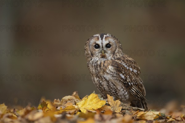Tawny owl (Strix aluco) adult bird on fallen autumn colour leaves in a woodland, England, United Kingdom