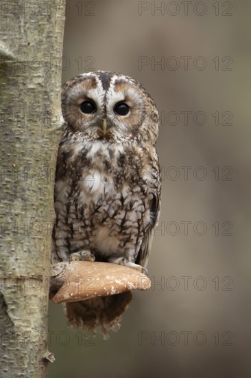 Tawny owl (Strix aluco) adult bird resting on a Bracket fungi on a Silver birch tree in a woodland in autumn, England, United Kingdom