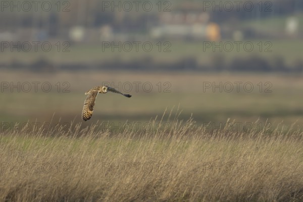 Short-eared owl (Asio flammeus) adult bird hunting in flight over grassland in winter, England, United Kingdom
