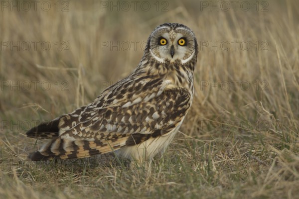 Short-eared owl (Asio flammeus) adult bird in grassland in winter, England, United Kingdom