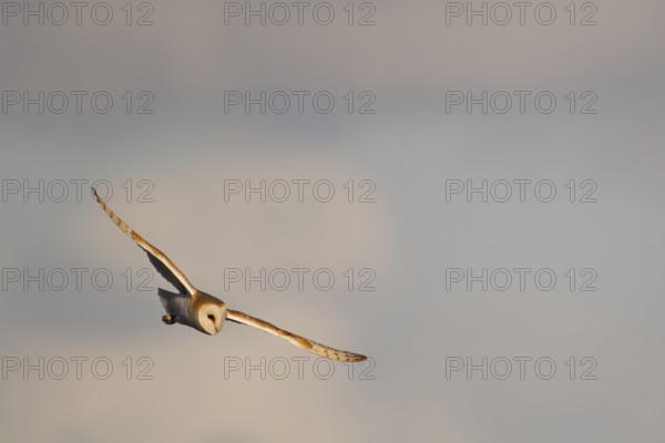 Barn owl (Tyto alba) adult bird hunting in flight, England, United Kingdom