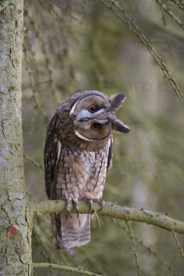 Long eared owl (Asio otus) adult bird on a pine tree branch in a woodland, England, United Kingdom