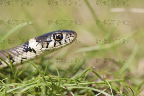 Grass snake (Natrix natrix) adult reptile in grassland, England, United Kingdom