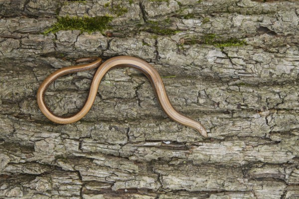 Slow worm (Anguis fragilis) adult reptile on a tree stump in summer, England, United Kingdom